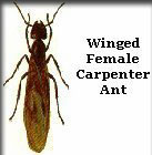 Winged Female Carpenter Ant